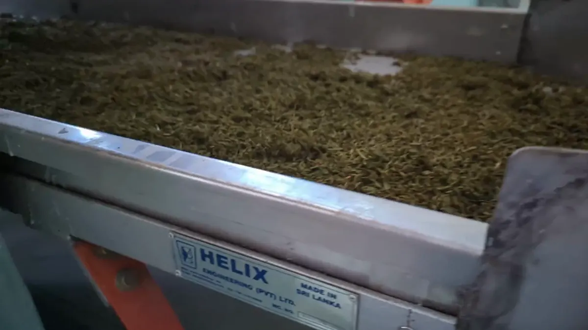 Tea leaf on a Helix machine with its Made in Sri Lanka nameplate