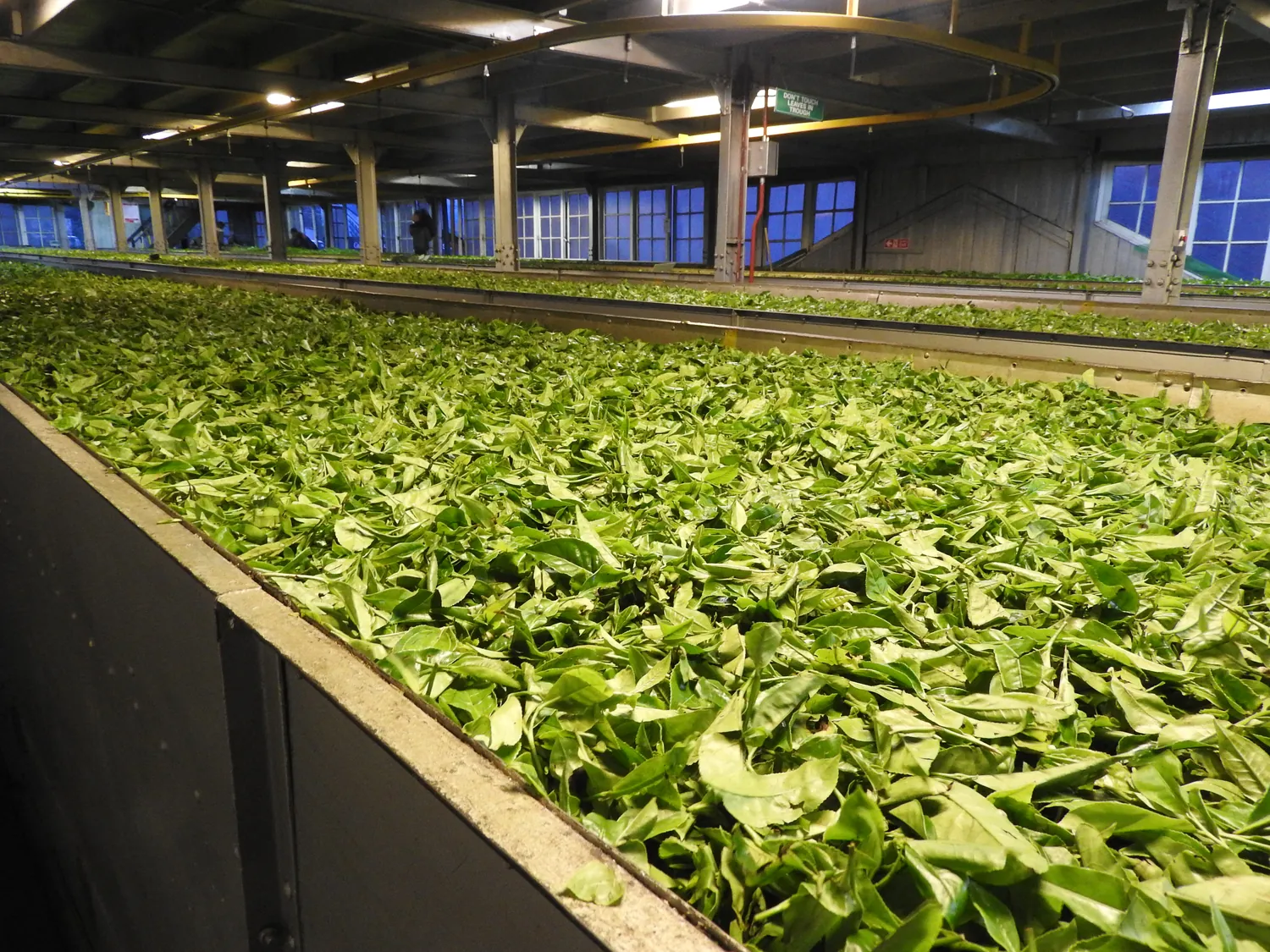 Green leaf spread in a withering trough